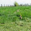 Wsiedlenie Kuropatw w łowisko 10.05.2016 obw 266 i 277